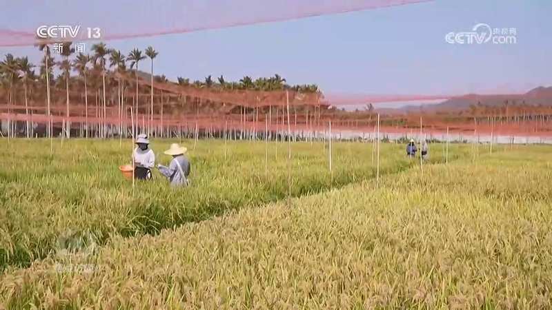  5000亩麦田的“无人化”奇遇：一部手机如何掌控春耕节奏？ IT技术