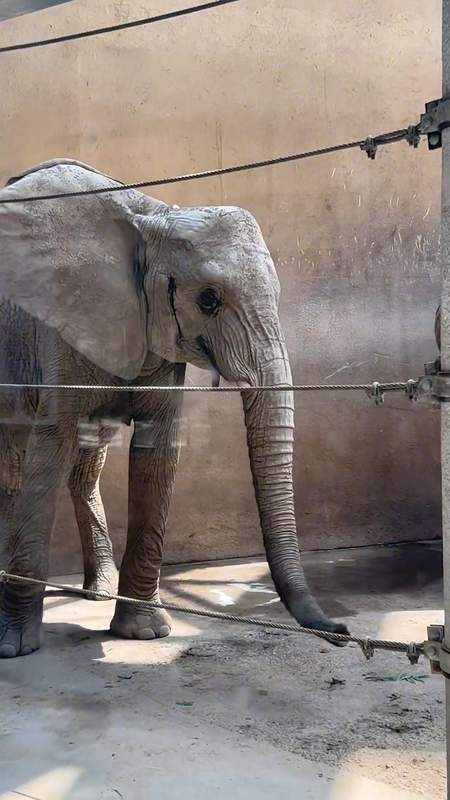  非洲草原象体况评估体系：科学饲养与健康管理深度透视 IT技术