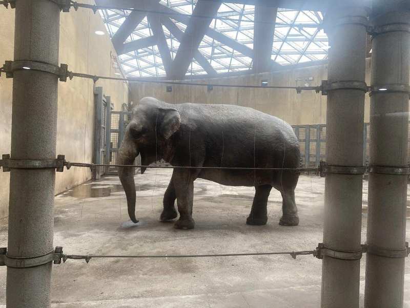  非洲草原象体况评估体系：科学饲养与健康管理深度透视 IT技术