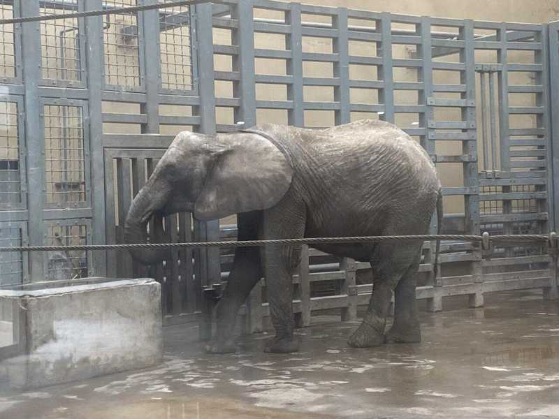  非洲草原象体况评估体系：科学饲养与健康管理深度透视 IT技术